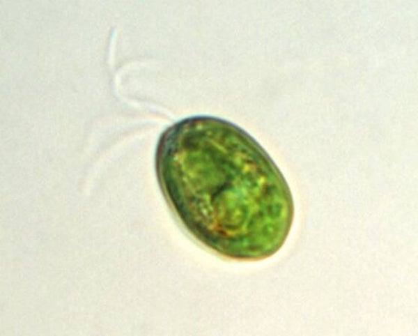 Tetraselmis suecica - 100 ml - 300ml - 1L