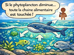 Si le phytoplancton diminue, toute les chaine alimentair est affecté.