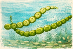 Phytoplancton cyanobacterie Anabaena