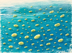 Phytoplancton cyanobacterie Synechoccus 