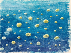 Phytoplancton cyanobacterie Prochlorococus