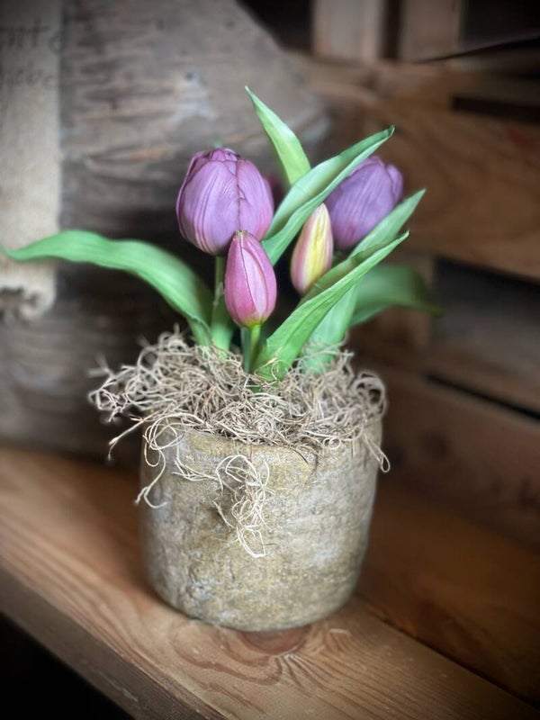 Paarse tulpen in zwart potje