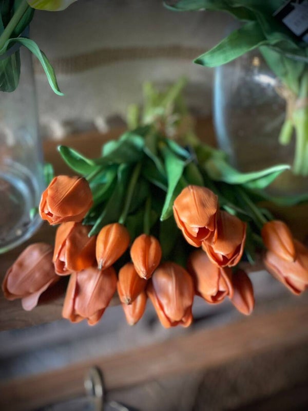 Tulpen terra nr.4178