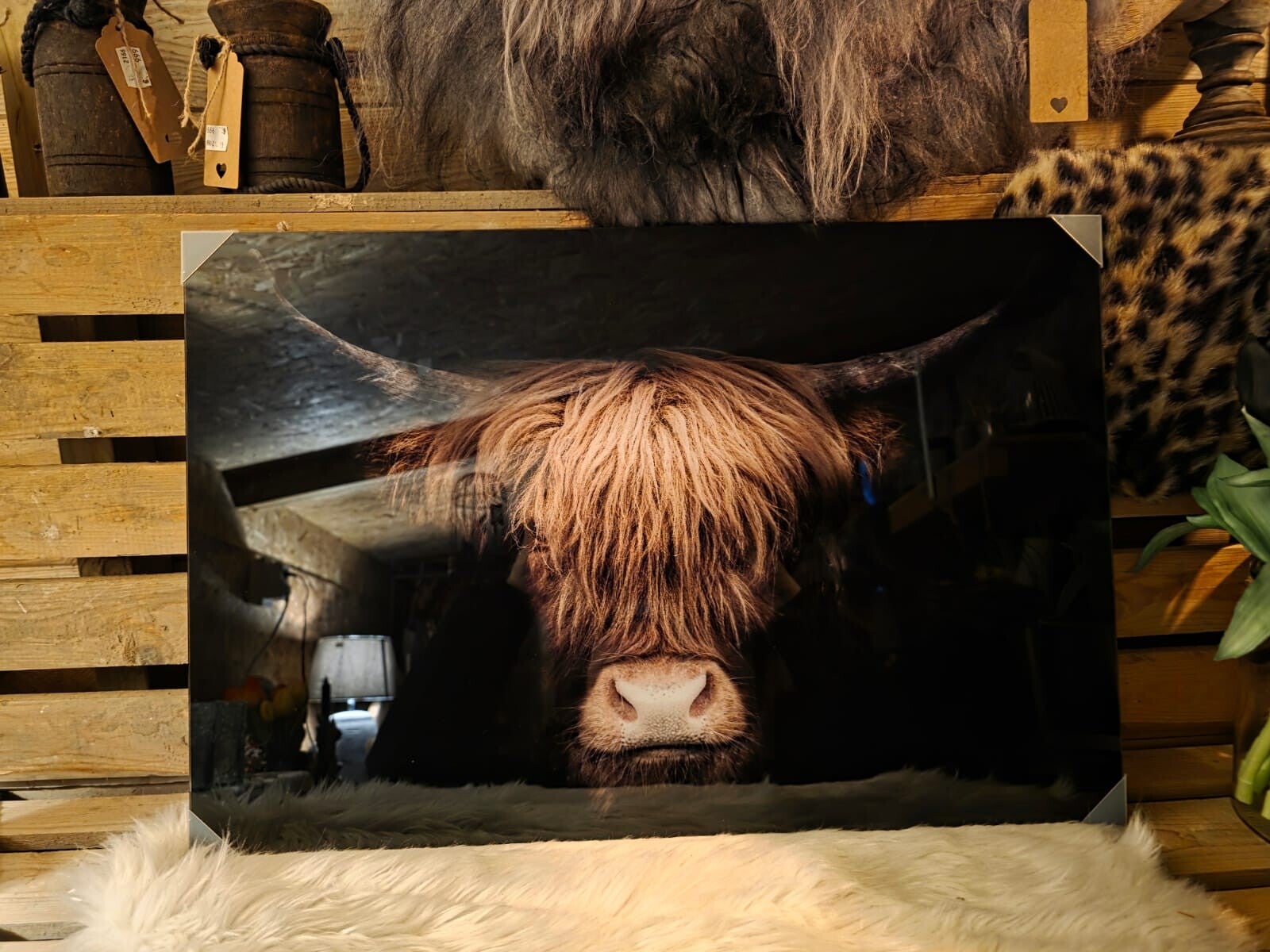 Glasschilderij schotse hooglander