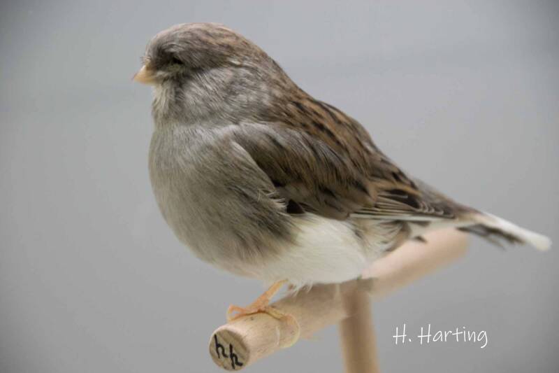 Gloster Consort schiefer