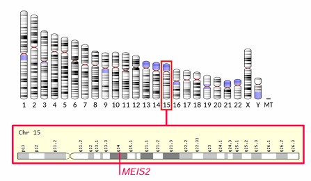 gène et protéine MEIS2