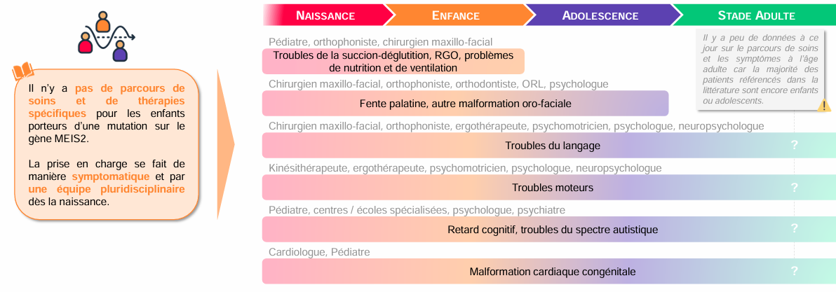 Il n’y a pas de parcours de soins et de thérapies spécifiques aux mutations sur le gène MEIS2 : la prise en charge est symptomatique et implique de nombreux acteurs de la santé.