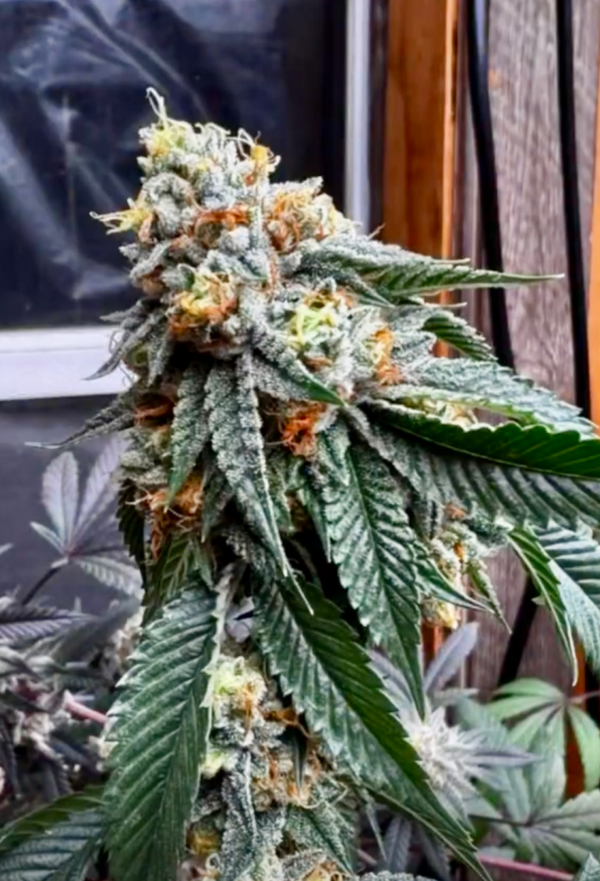 95 OG kush