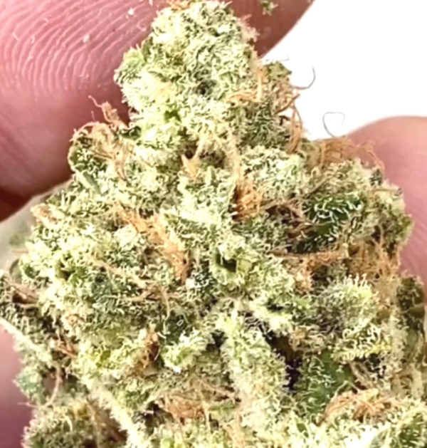 96 white widow