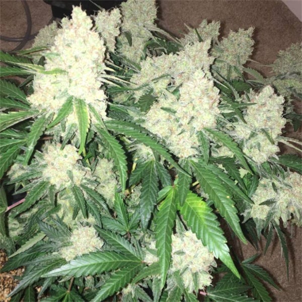 Big Hawaiian Skunk bud