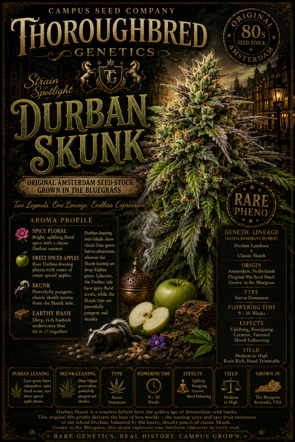 Durban skunk
