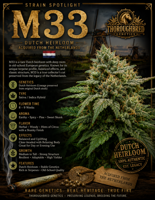 M33 (Friesland)