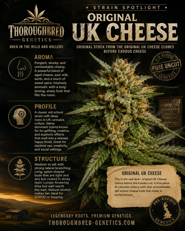 Original UK cheese