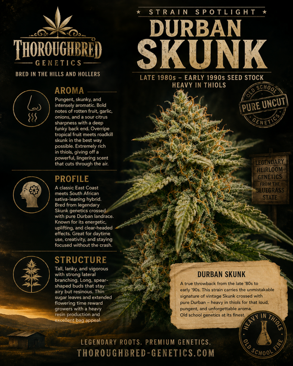 Durban skunk