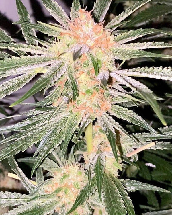 Hawaiian catpiss×Super silver haze catpiss