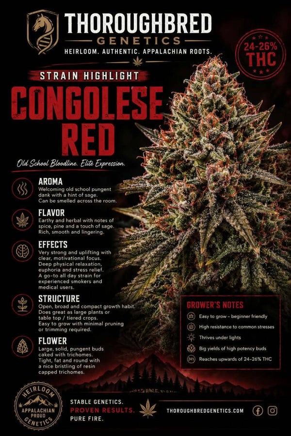 Congolese red