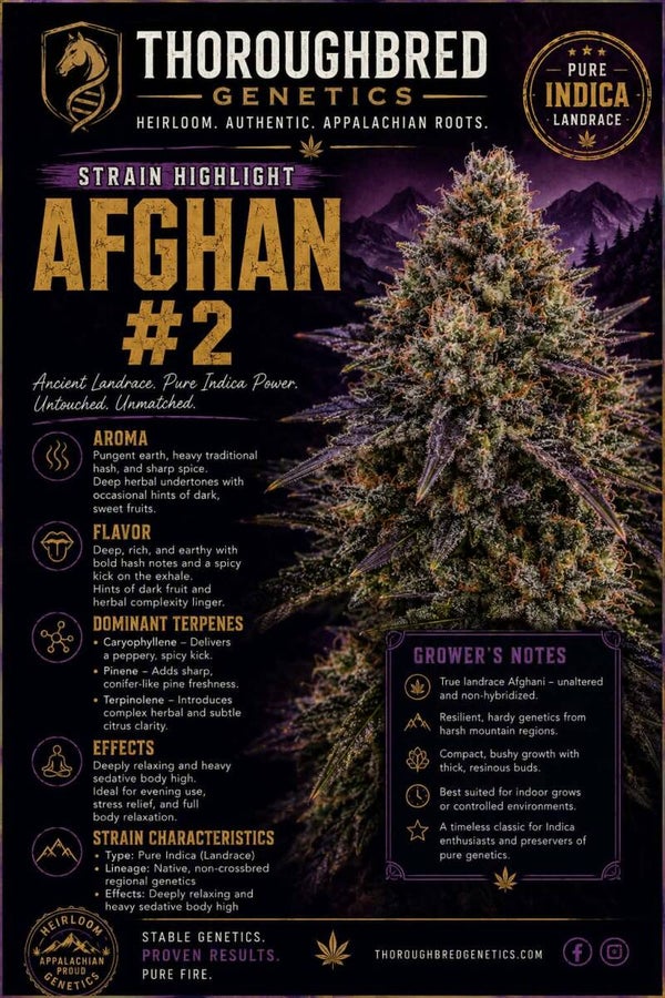 Afghan #2 (1988)