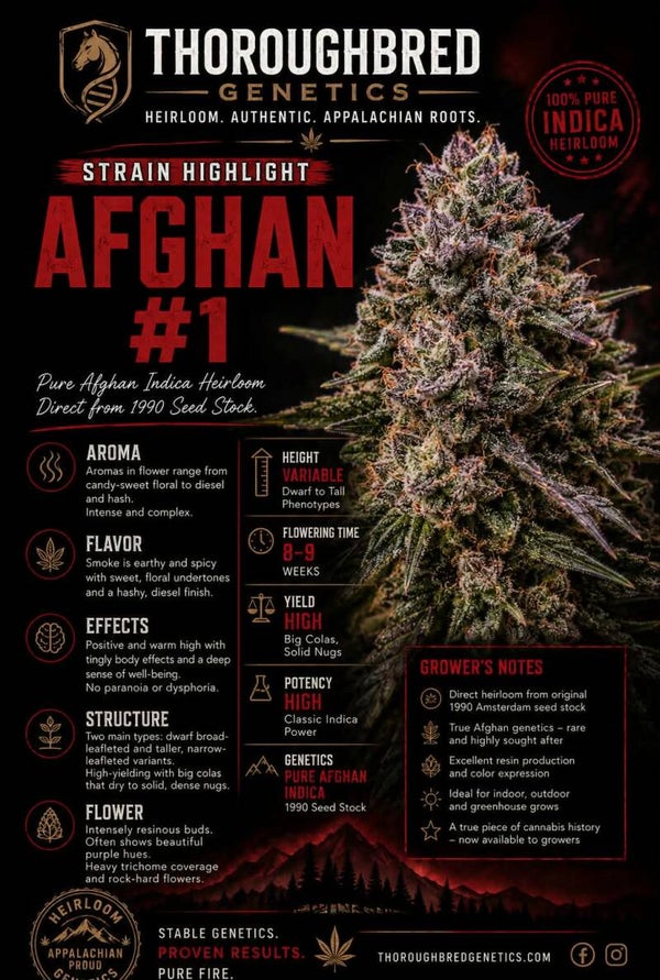 Afghan #1 (1990)