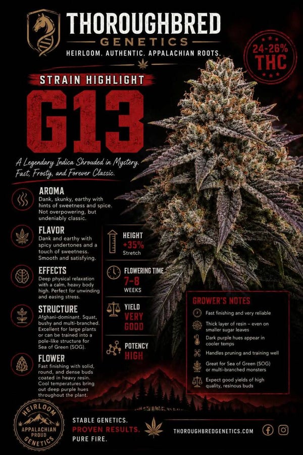 G13