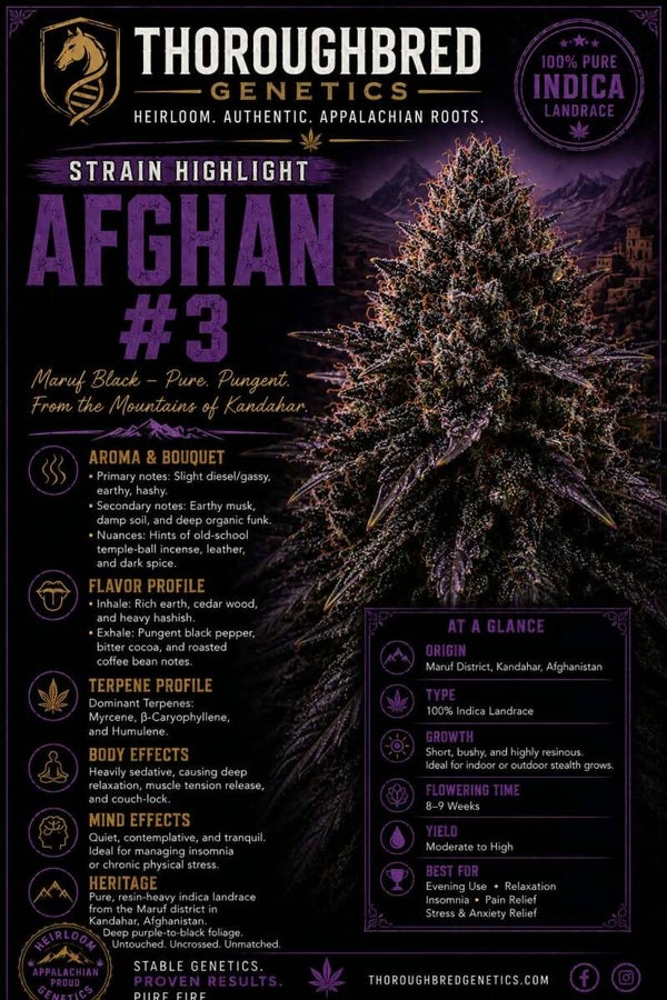 Afghan #3