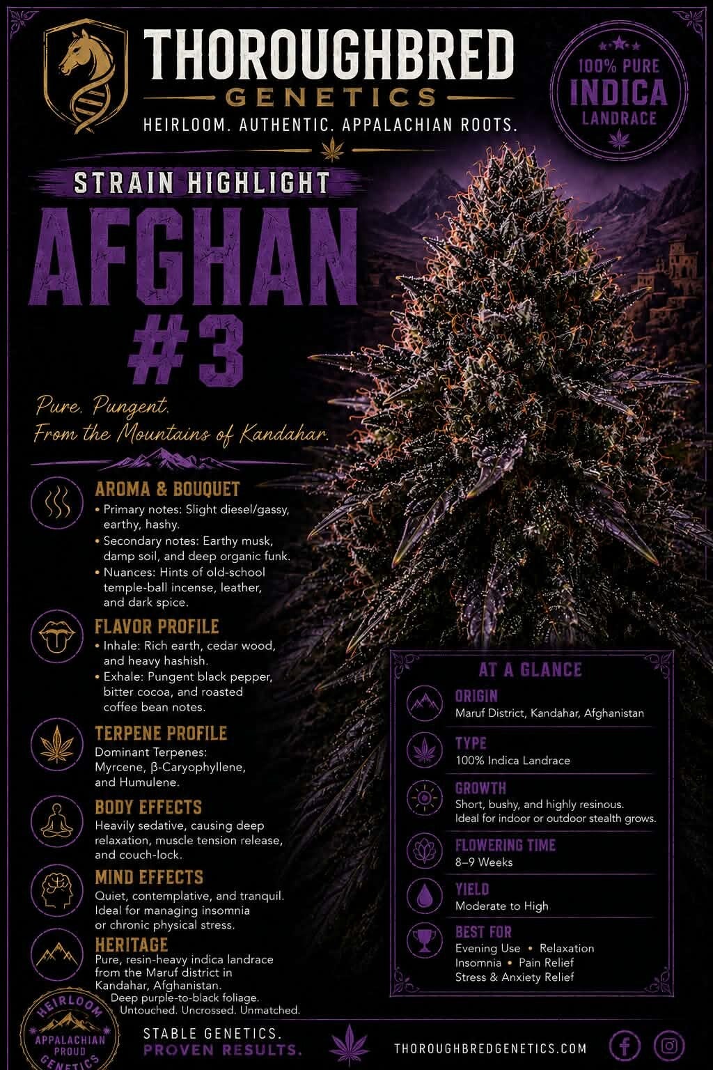 Afghan #3 (1988)