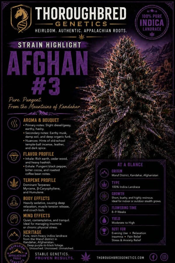 Afghan #3 (1988)