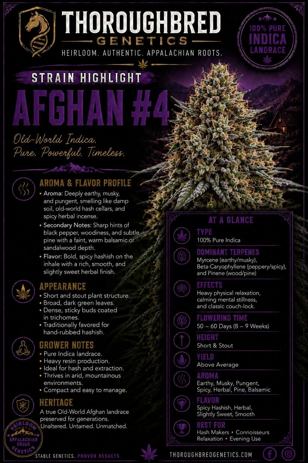 Afghan #4 (1992)