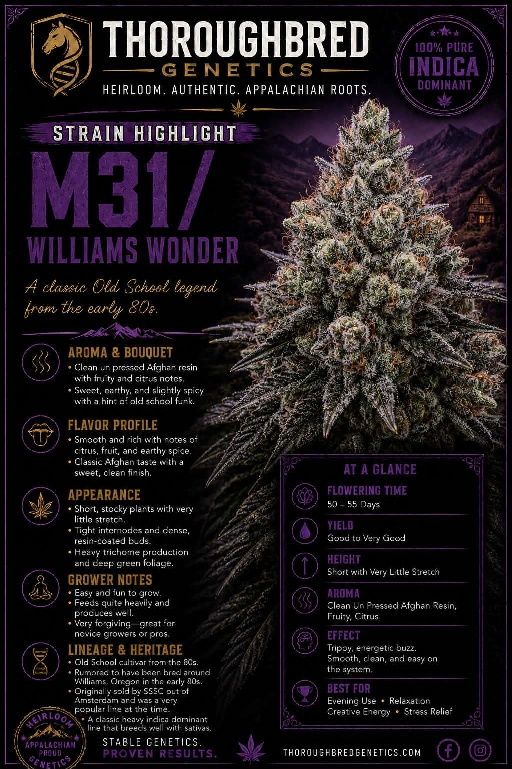 Williams wonder/m31
