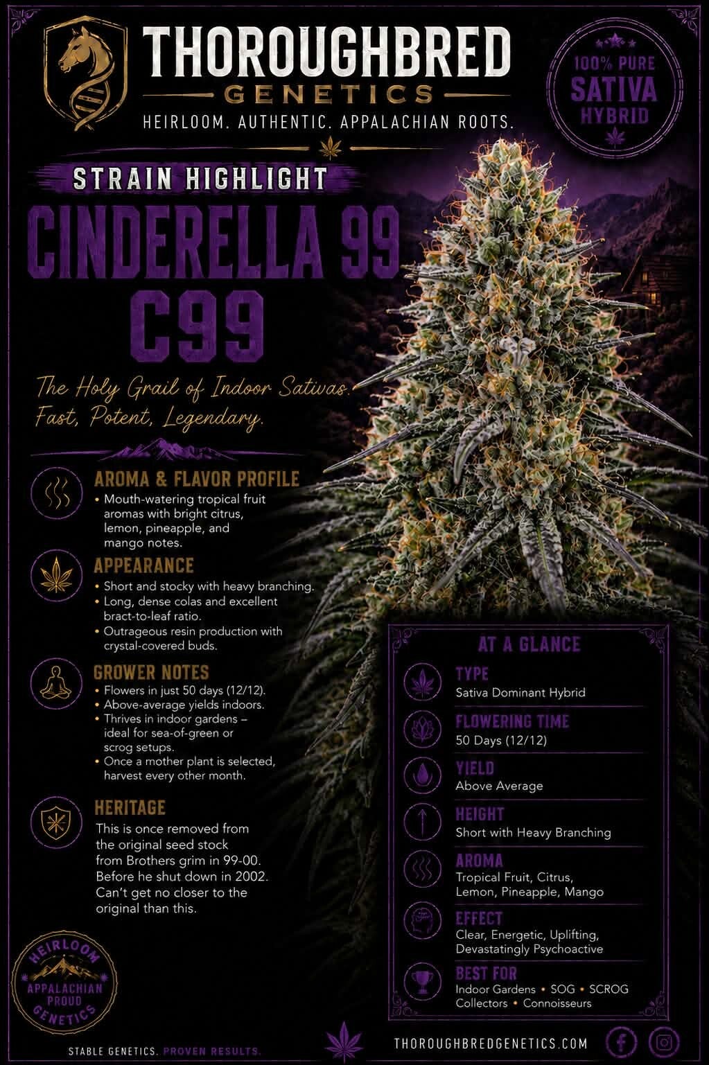 Cinderella 99 (1999-2000)