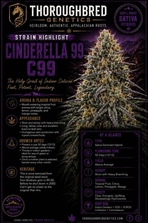 Cinderella 99 (1999-2000)