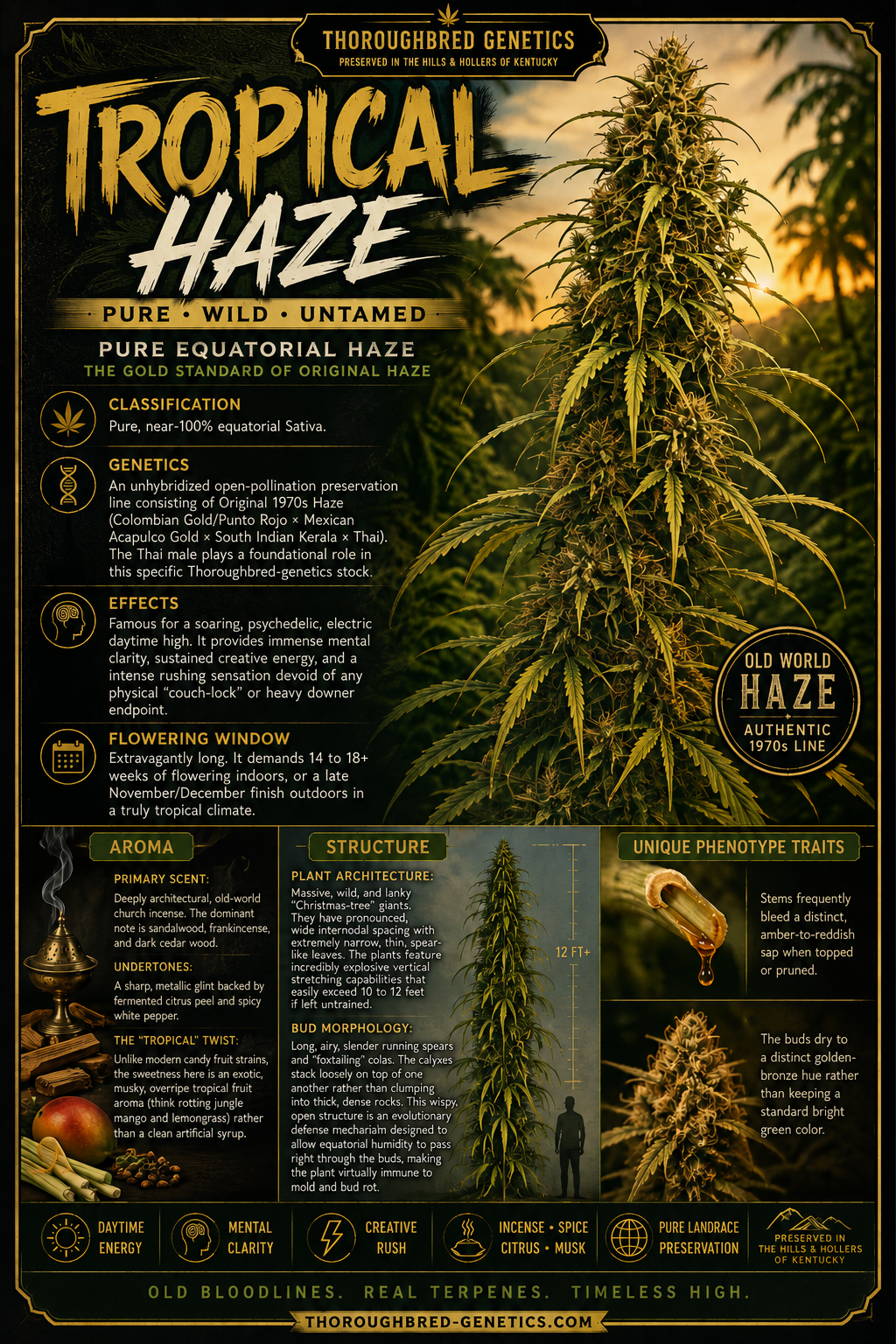 Tropical Haze (80s)