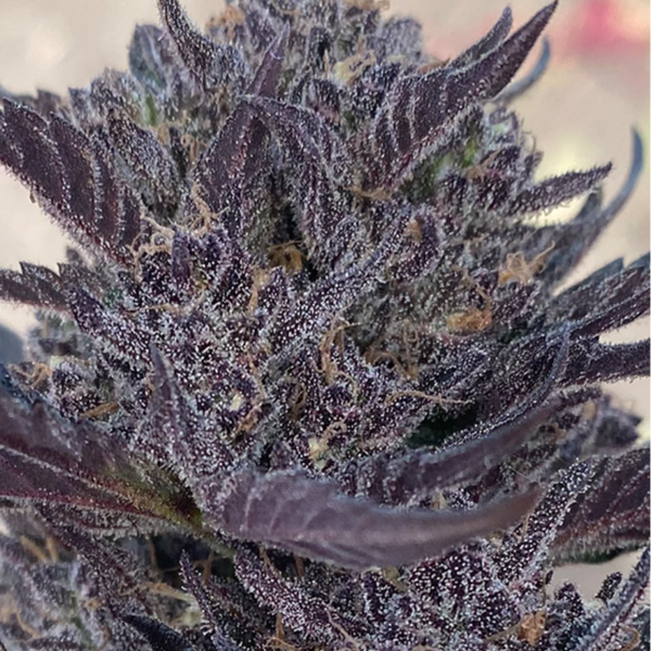 Afghan #1