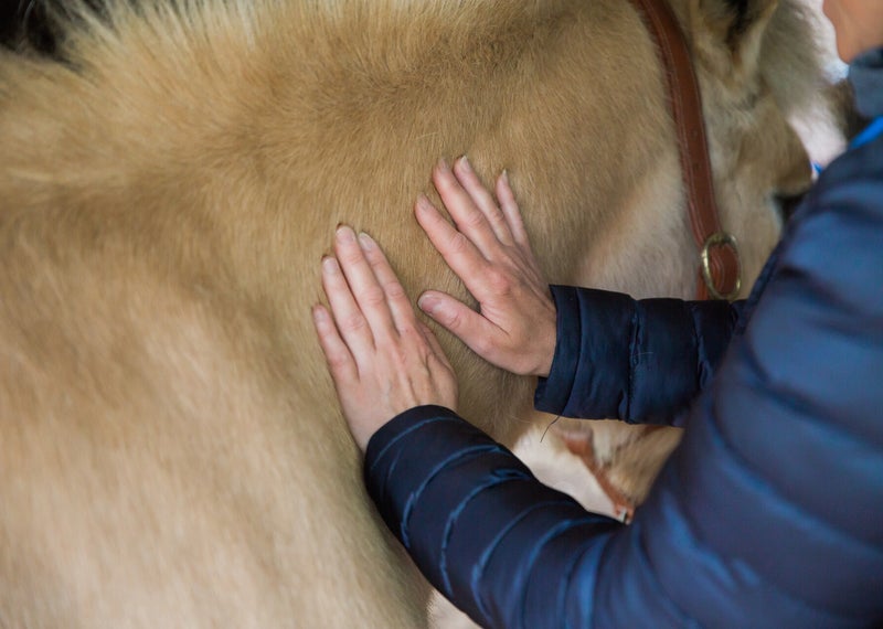 Mok CPL zomereczeem stalbenen
