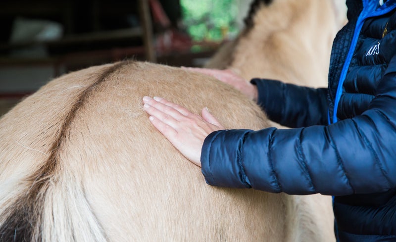 Mok CPL zomereczeem stalbenen