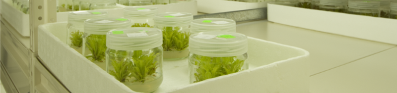 Tissue culture plants