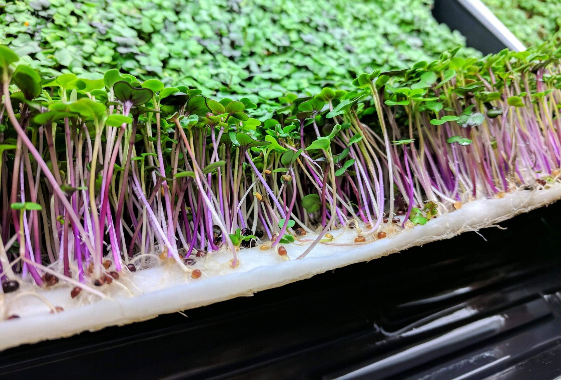 Bamboo mat by Cubic Grow