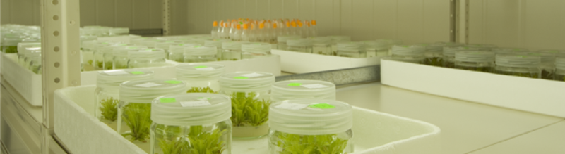 In vitro by Cubic Grow