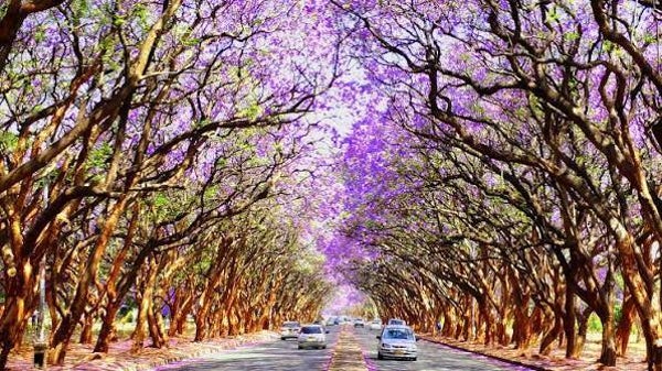 Discover Harare in five unforgettable days! 🌍💜