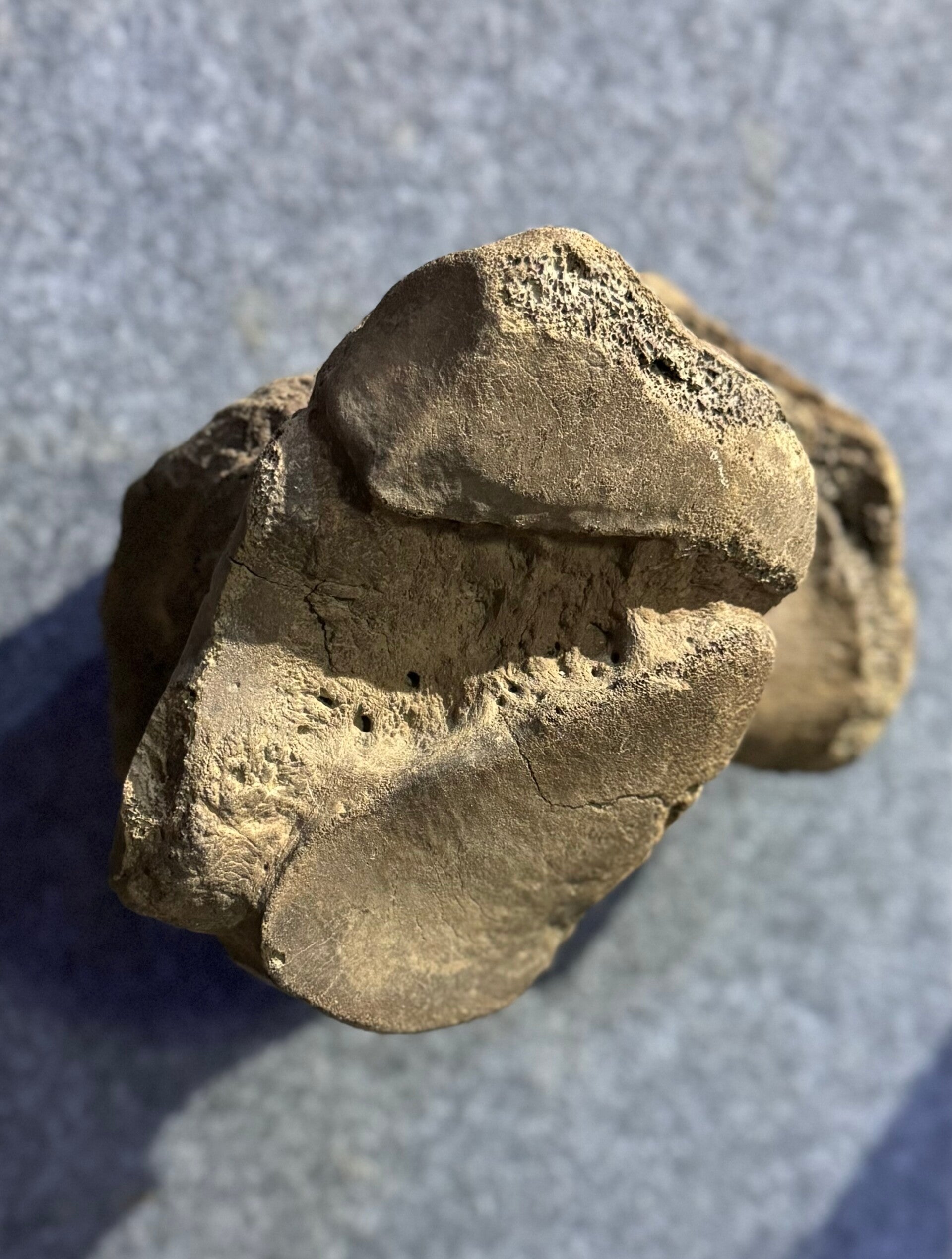 Raw Mammoth Vertebrae Bone Set-2