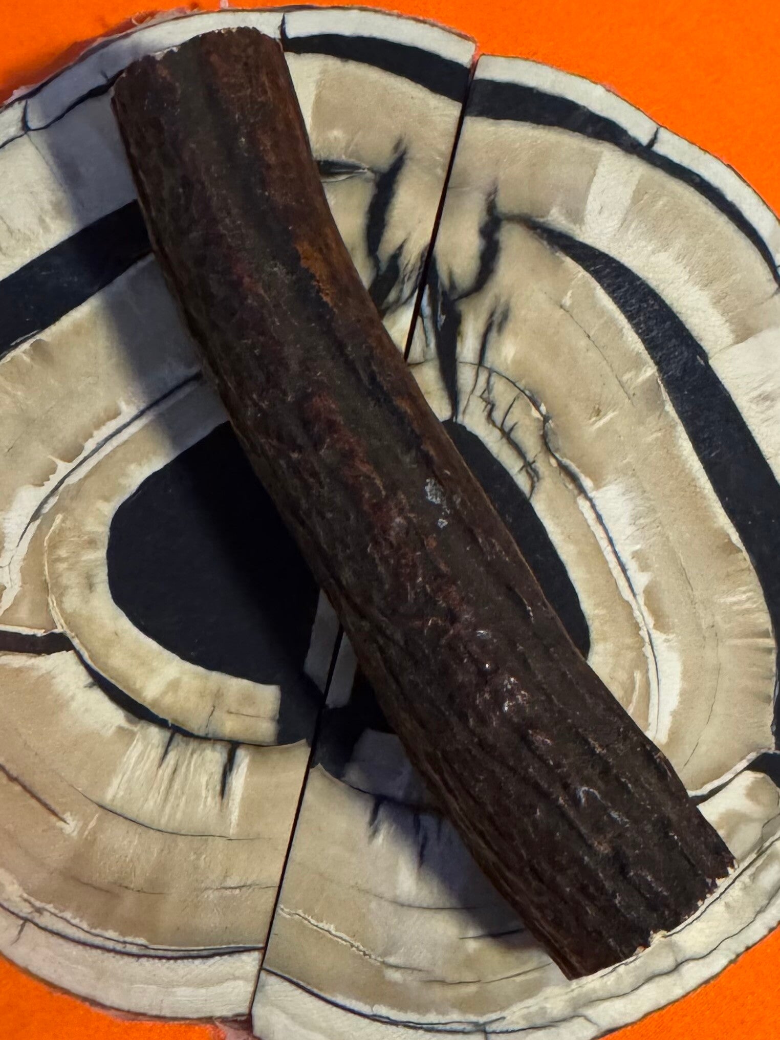 Real Sambar Stag Round  R-1