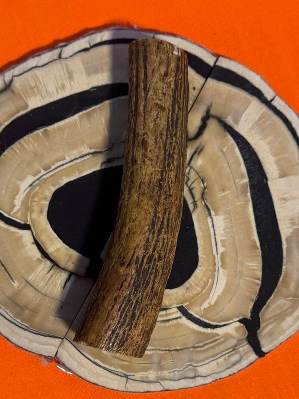 Real Sambar Stag Round  R-17