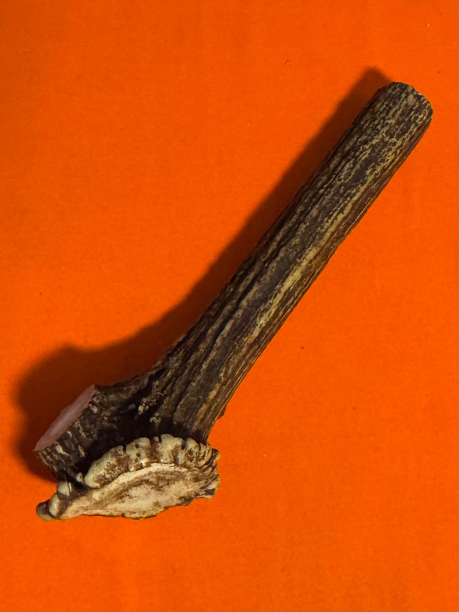 Real Sambar Stag Crown  C-1