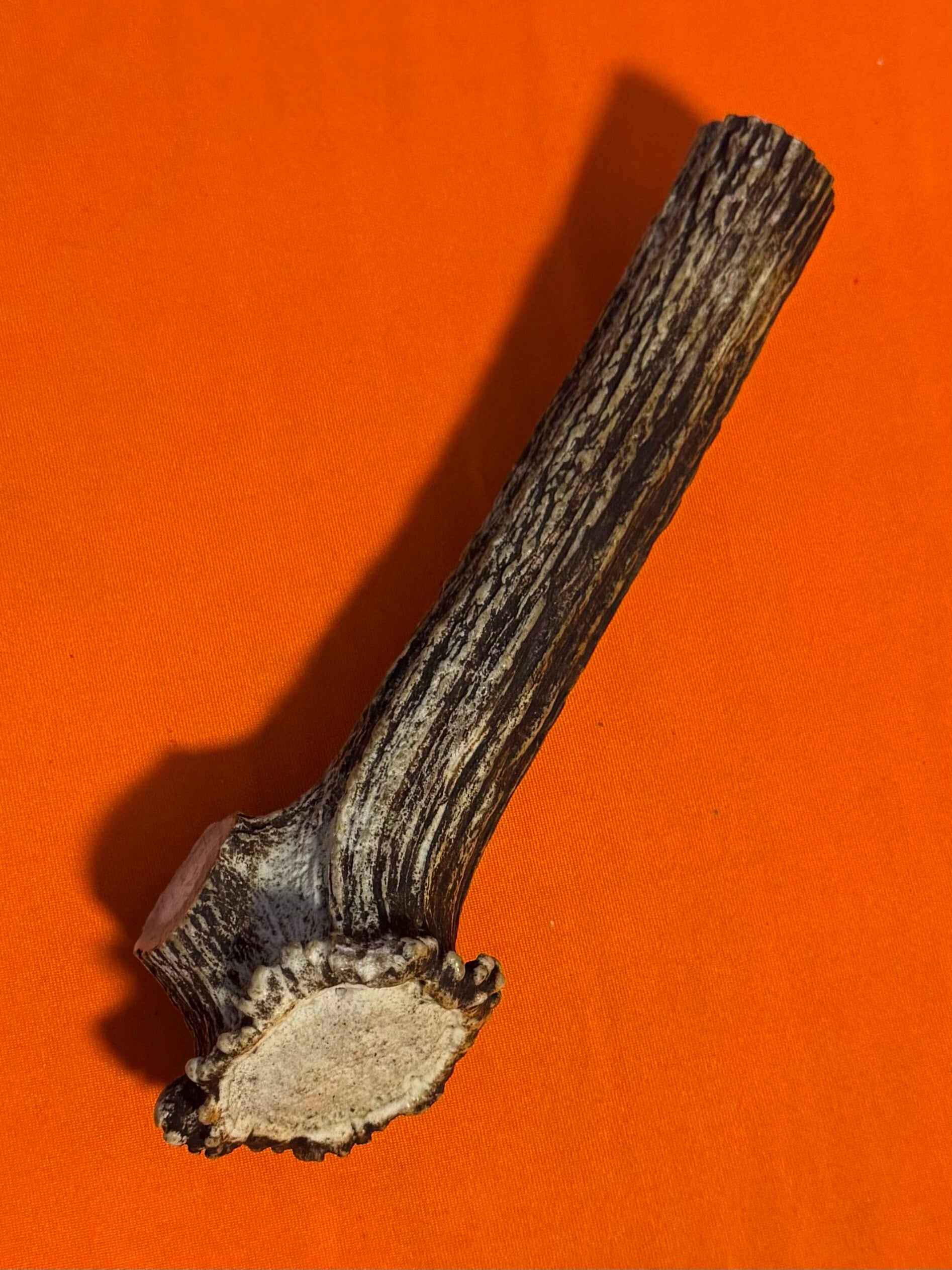 Real Sambar Stag Crown  C-3