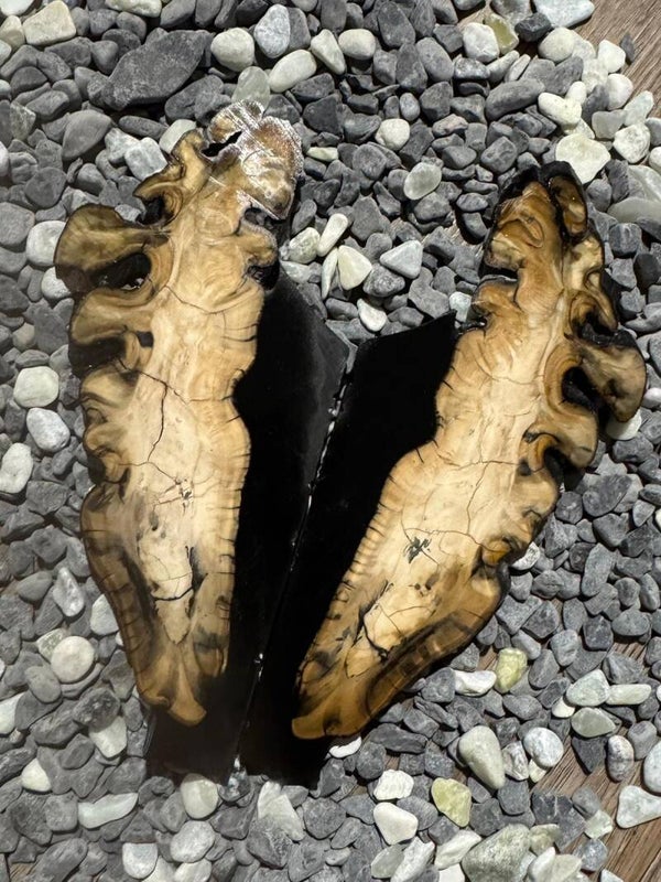 Stabilized Mammoth Molar (Set-29)