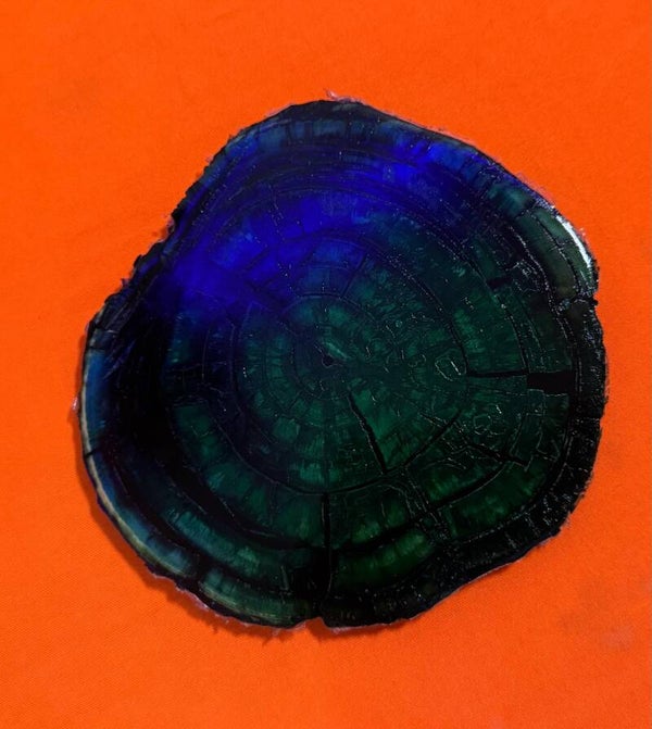 Vivid Blue & Green Fossil Mammoth Ivory Tusk Disc - Crosscut Slice