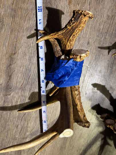 Whitetail Stag Bundle Set-6