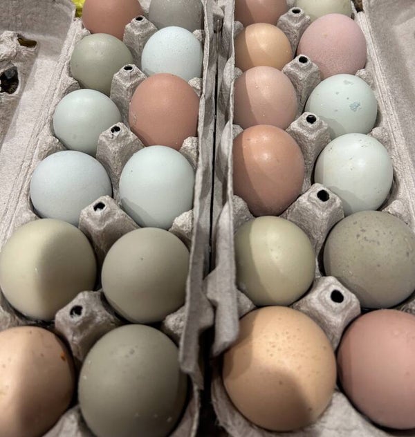 Farm-Fresh Eggs