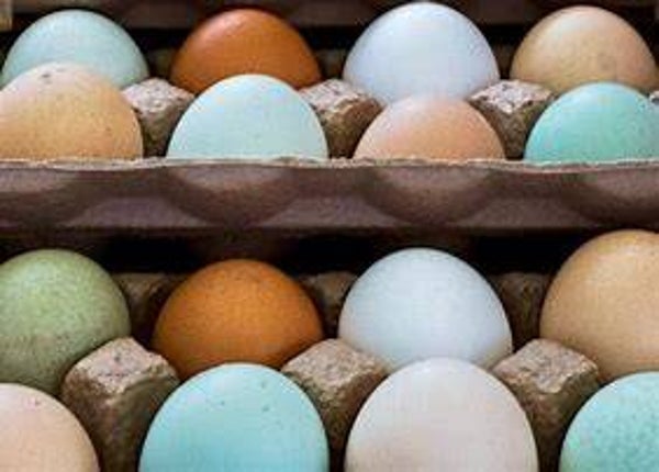 Farm Fresh Rainbow Eggs