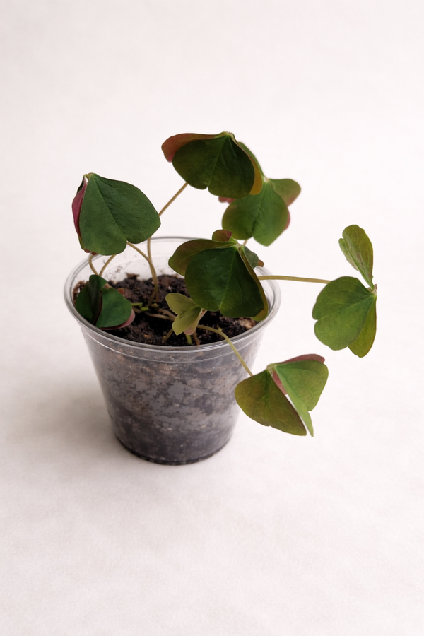 Green Oxalis False Shamrock