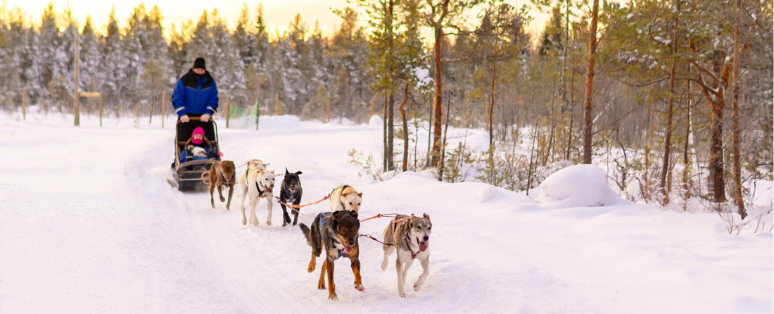 Husky safari in the snow